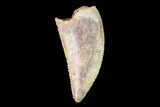 Serrated, Raptor Tooth - Real Dinosaur Tooth #159006-1